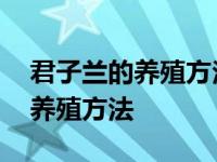 君子兰的养殖方法和注意事项视频 君子兰的养殖方法 