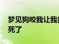 梦见狗咬我让我打死了它 梦见狗咬我让我打死了 