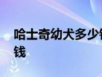 哈士奇幼犬多少钱一只纯种 哈士奇幼犬多少钱 