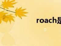 roach是蟑螂吗 roach 