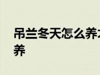 吊兰冬天怎么养才能安全过冬 吊兰冬天怎么养 