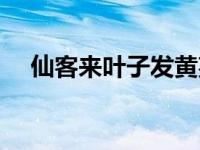 仙客来叶子发黄茎变软 仙客来叶子发黄 