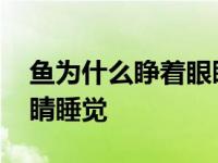 鱼为什么睁着眼睛睡觉作文 鱼为什么睁着眼睛睡觉 