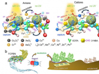 研究人员设计纳米原电池系统用于修复多种重金属离子