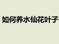 如何养水仙花叶子不会发太长 如何养水仙花 