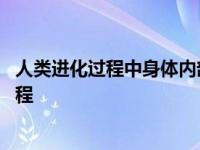 人类进化过程中身体内部结构发生的重要变化是 人类进化过程 