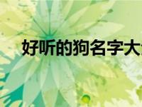 好听的狗名字大全洋气英文 好听的狗名 