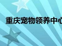 重庆宠物领养中心地址 重庆宠物领养中心 