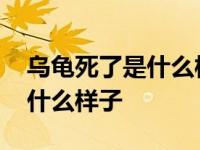 乌龟死了是什么样子头会出来吗 乌龟死了是什么样子 