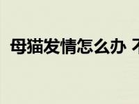 母猫发情怎么办 不绝育了 母猫发情怎么办 