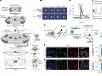 纳米医学研究人员开发出利用磁场控制神经回路的新技术