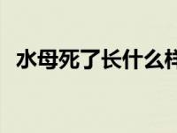 水母死了长什么样子 水母死了的样子图片 