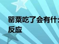 罂粟吃了会有什么反应嘛 罂粟吃了会有什么反应 