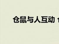 仓鼠与人互动 仓鼠想和主人玩的表现 