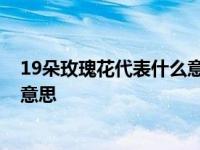 19朵玫瑰花代表什么意思呢图片大全 19朵玫瑰花代表什么意思 