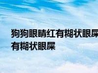 狗狗眼睛红有糊状眼屎用什么眼药水 眼球血丝 狗狗眼睛红有糊状眼屎 