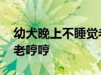 幼犬晚上不睡觉老哼哼的叫 幼犬晚上不睡觉老哼哼 