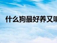 什么狗最好养又听话又干净 什么狗最好养 