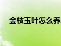 金枝玉叶怎么养才爆盆 金枝玉叶怎么养 