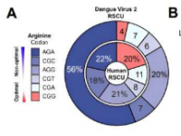 科学家揭示登革热病毒感染蚊子和人类宿主的基本规则