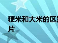 粳米和大米的区别图片大全 粳米和大米的图片 