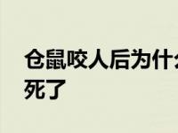 仓鼠咬人后为什么死了呢 仓鼠咬人后为什么死了 