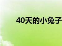 40天的小兔子怎么养 小兔子怎么养 