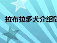 拉布拉多犬介绍简介寿命 拉布拉多犬介绍 