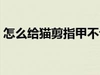 怎么给猫剪指甲不让它反抗 怎么给猫剪指甲 