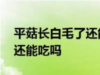 平菇长白毛了还能吃吗有点黄 平菇长白毛了还能吃吗 