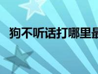 狗不听话打哪里最管用 狗狗不听话怎么办 