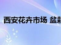 西安花卉市场 盆栽 批发市场 西安花卉市场 