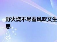 野火烧不尽春风吹又生的意思? 野火烧不尽春风吹又生的意思 