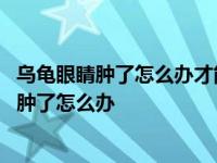 乌龟眼睛肿了怎么办才能消肿喜鹊脱毛是怎么回事 乌龟眼睛肿了怎么办 