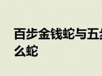 百步金钱蛇与五步蛇哪个毒 百步金钱蛇是什么蛇 