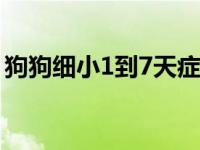 狗狗细小1到7天症状 狗几个月就不怕细小了 