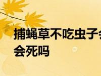 捕蝇草不吃虫子会死吗图片 捕蝇草不吃虫子会死吗 