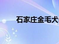 石家庄金毛犬养殖基地 石家庄金毛 