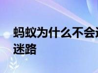 蚂蚁为什么不会迷路的结论 蚂蚁为什么不会迷路 