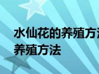 水仙花的养殖方法和注意事项视频 水仙花的养殖方法 