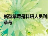 新型草莓是科研人员利用什么的方法培育出的优良品种 新型草莓 