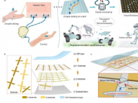 可以进一步增强机器人感知能力的液滴感应仿生电子皮肤