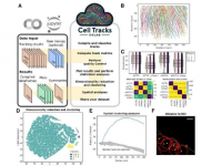 新工具简化了细胞追踪数据分析
