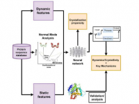 新模型有助于预测蛋白质动态特征