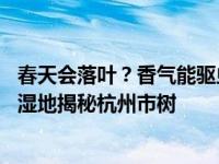 春天会落叶？香气能驱虫？树干被掏空还能活？ 免费去西溪湿地揭秘杭州市树