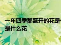 一年四季都盛开的花是什么花打一生肖 一年四季都盛开的花是什么花 