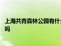 上海共青森林公园有什么好玩的项目 上海共青森林公园好玩吗 