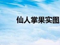 仙人掌果实图片 仙人掌果实能吃吗 