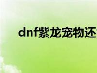 dnf紫龙宠物还能获得吗 dnf紫息毒龙 