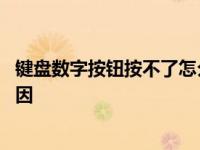 键盘数字按钮按不了怎么回事 键盘的数字键摁不出来什么原因 